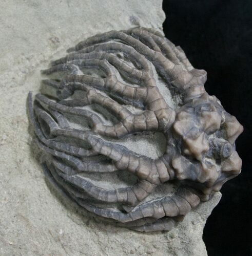 Indiana Crinoid Crown, Cyathocrinites Harrodi #8338